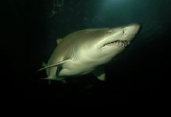 Sandtiger Shark. Housed Nikon D70 14mm lens. by Grant Kennedy 